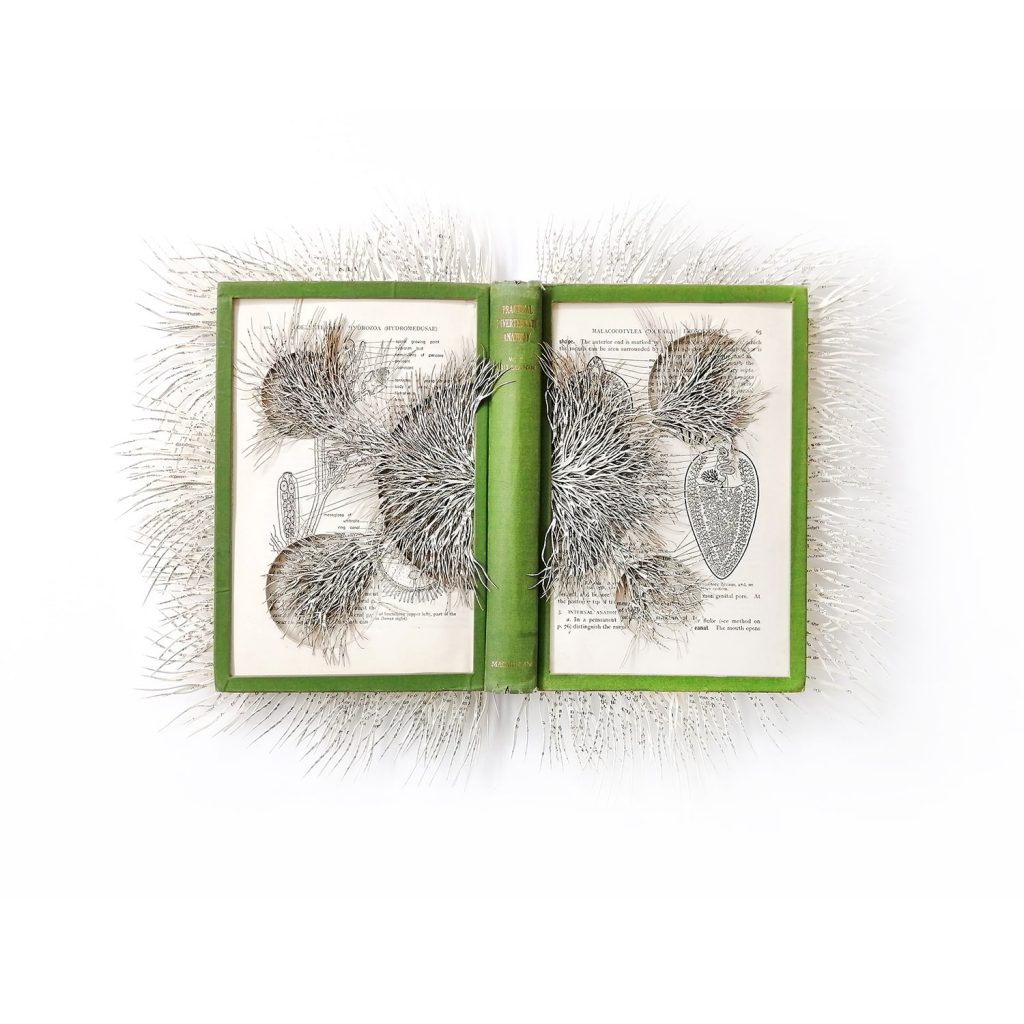 Barbara Wildenboer Practical Invertebrate Anatomy 2020-min