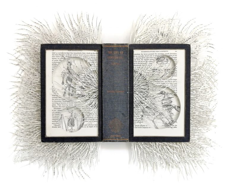 Barbara Wildenboer The Life of Vertebrates 2020-min