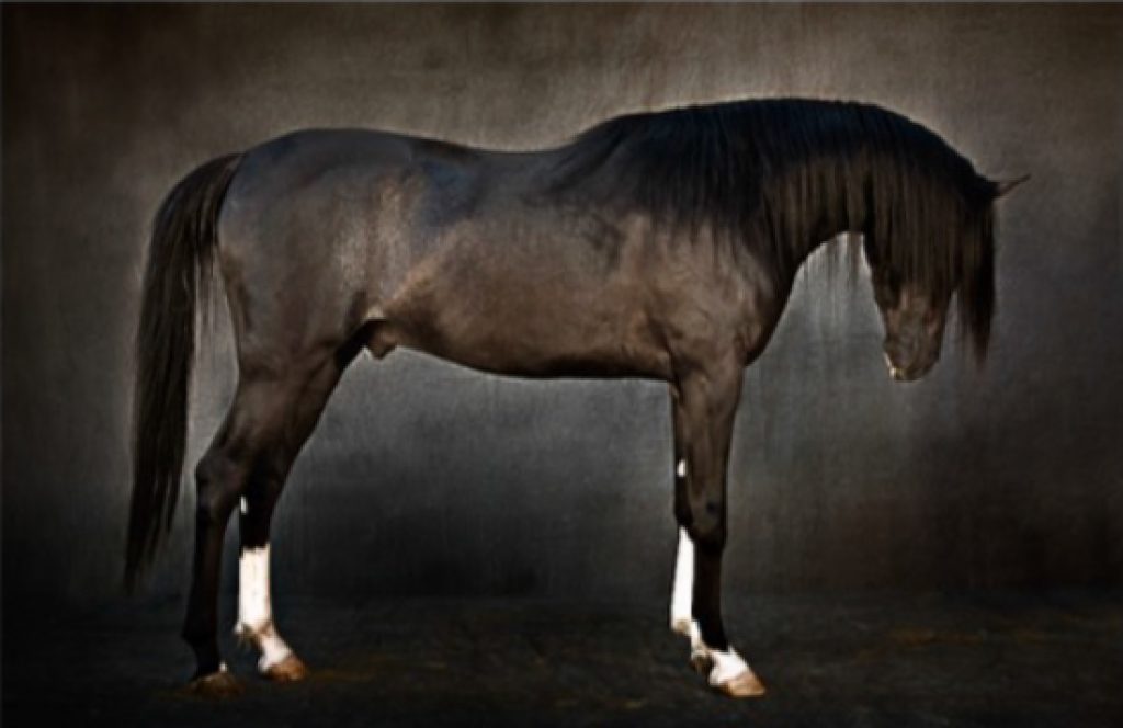 Tariq Dajani Bashir (Arabian Stallion BA351)