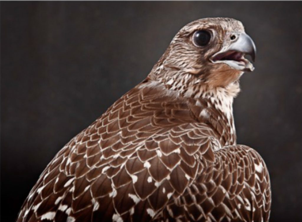 Tariq Dajani Gyr Falcon (Falcon Rusticolus GY211)