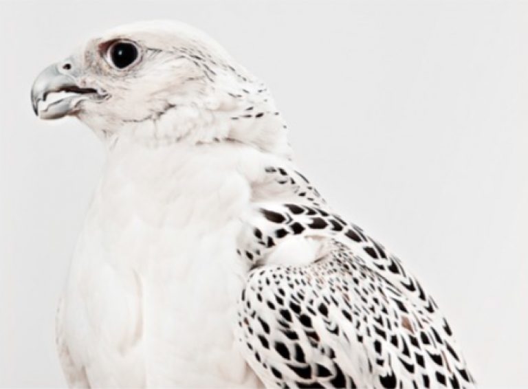 Tariq Dajani Gyr Falcon (Falcon Rusticolus GY443)