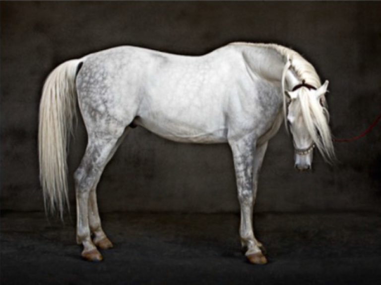 Tariq Dajani Haleem 2007 (Arabian Stallion HA151)