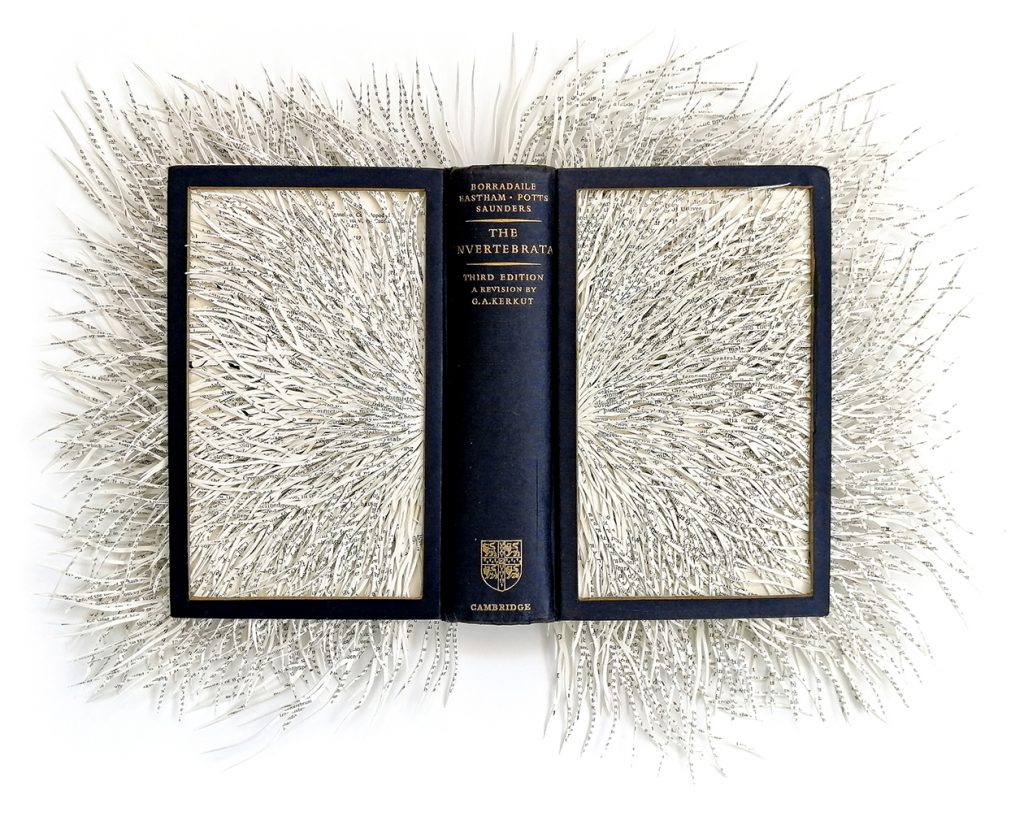 Barabara-The Invertebrata