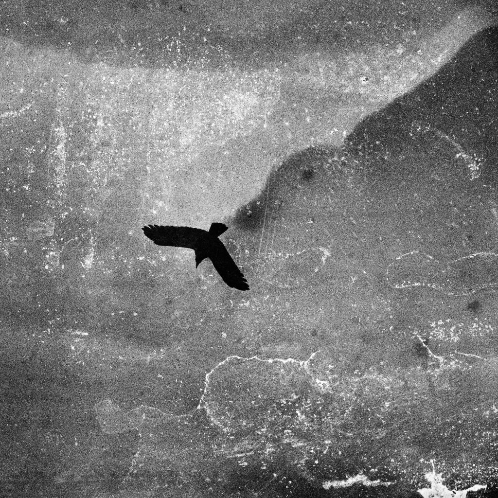 AZ-154-image cover phot,Black Crow 2, 2011 Rag on Hahnemuhle paper 100 x 100 cm Edition 3 3 + 2AP