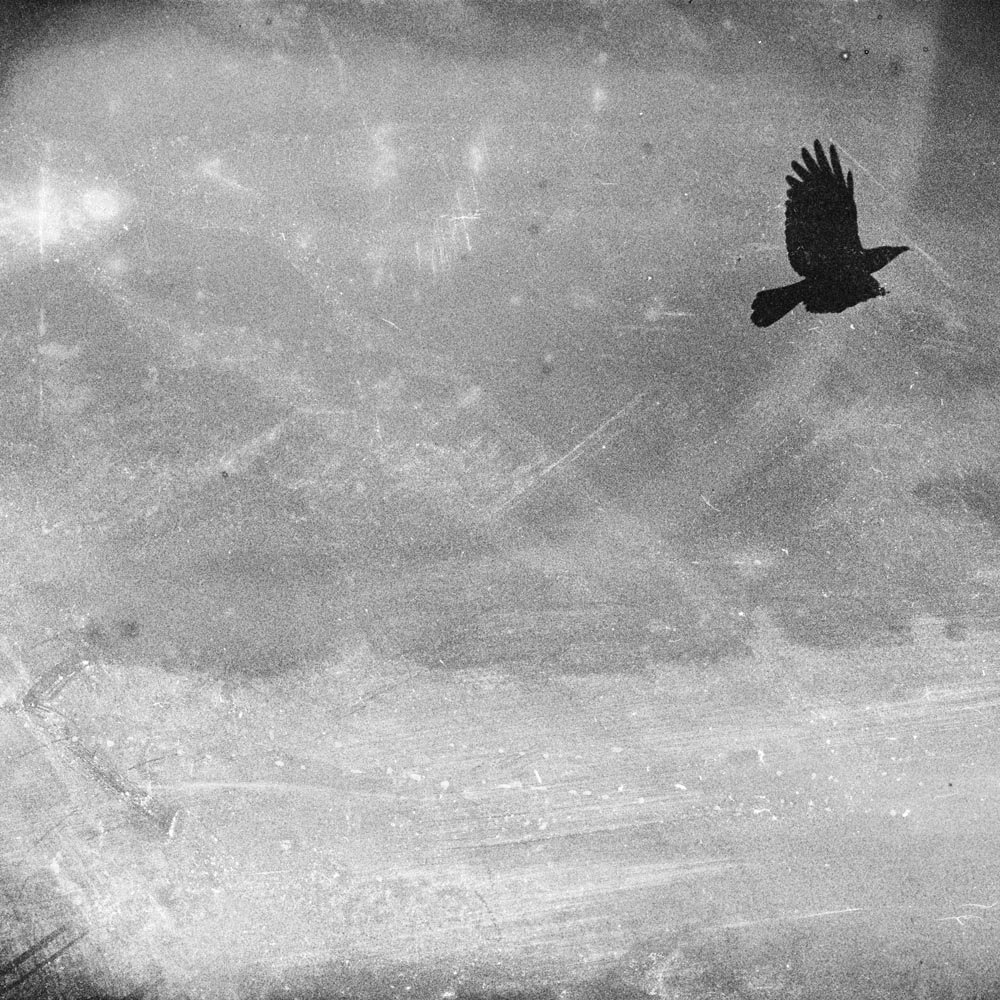 AZ-155-image,Black Crow 6, 2011 Rag on Hahnemuhle paper 100 x 100 cm Edition 2 3 +2AP