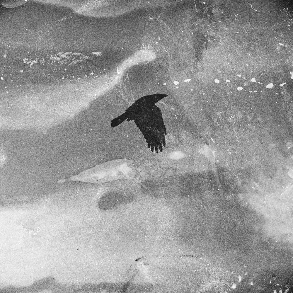 AZ-33-image,Black Crow 5, 2011 Rag on Hahnemuhle paper 100 x 100 cm Edition 1 3 + 2AP