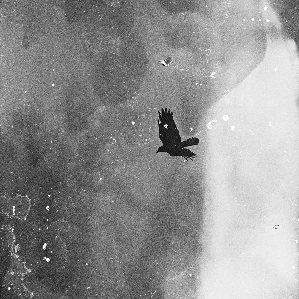 AZ-35-image,Black Crow 7, 2011 Rag on Hahnemuhle paper 100 x 100 cm Edition 1 3 + 2AP